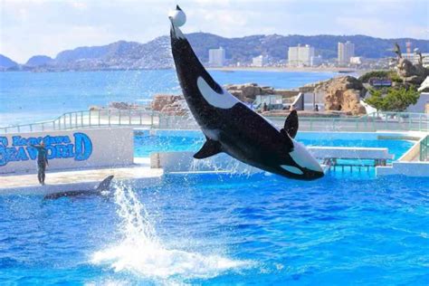 best hotels for kamogawa sea world|The 13 Best Hotels near Kamogawa Sea World .
